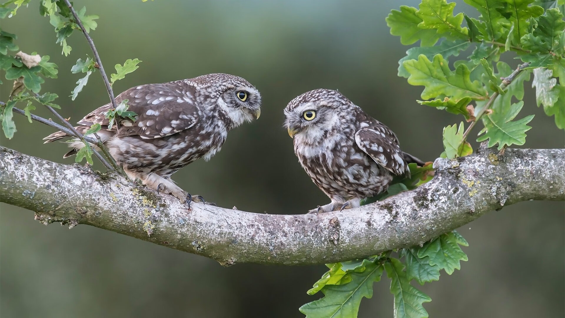 60分王座,难救密城!残阵灰熊加时咬碎奇才