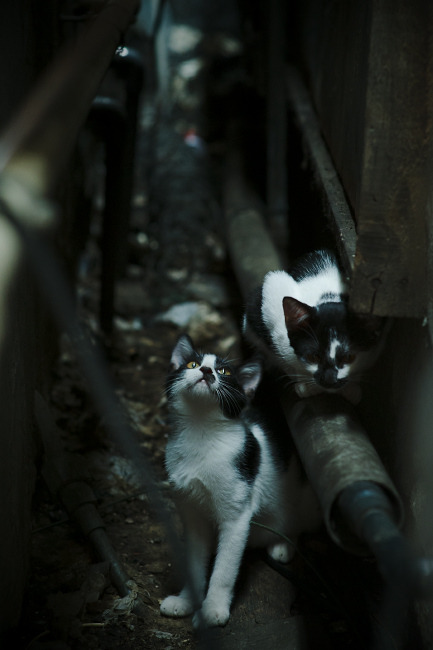 当快船DNA注入世界之战,杜兰特用凯尔特人式崩溃书写排名法则