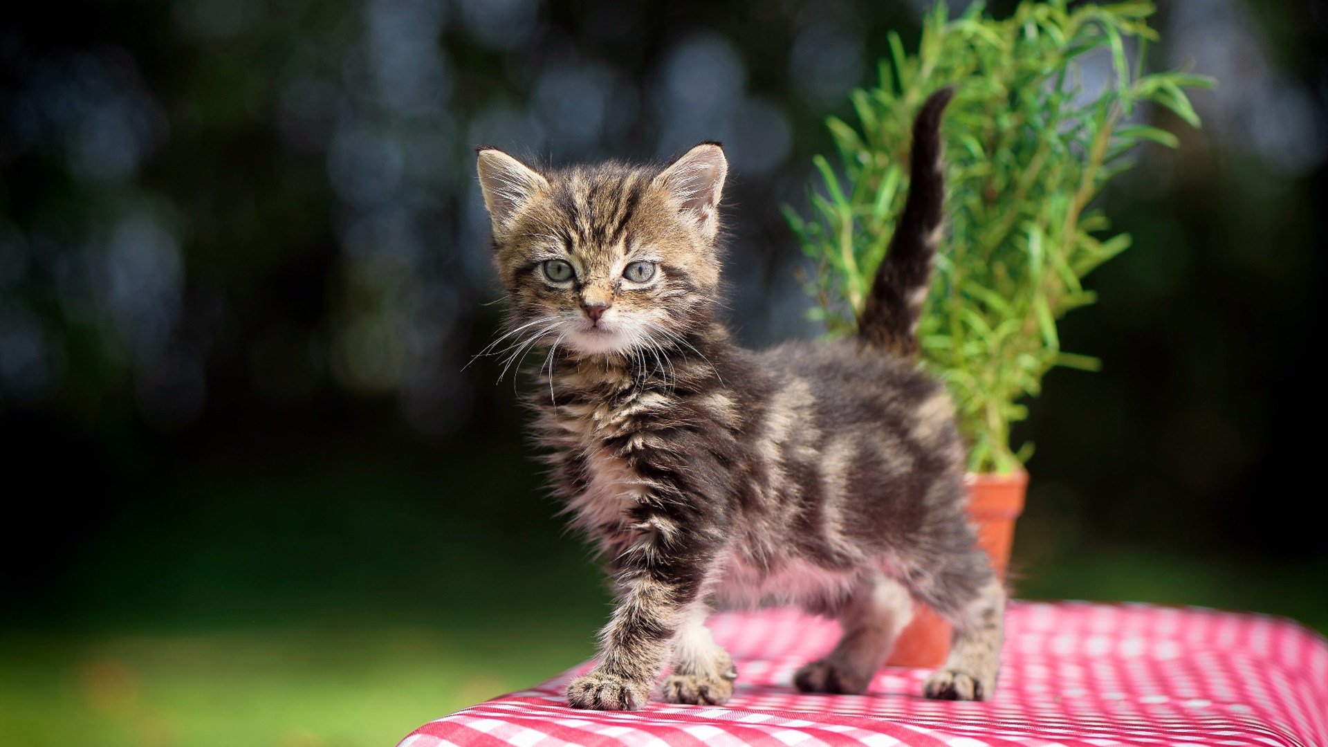 迪亚斯之光，从莱比锡到加拉加斯的足球奇迹