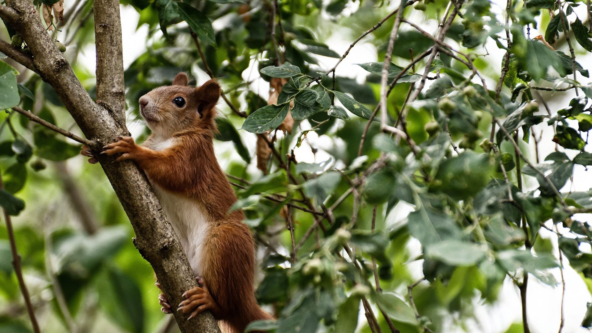 冰与火之歌，拉什福德梦幻双响与摩洛哥的碾压式征服