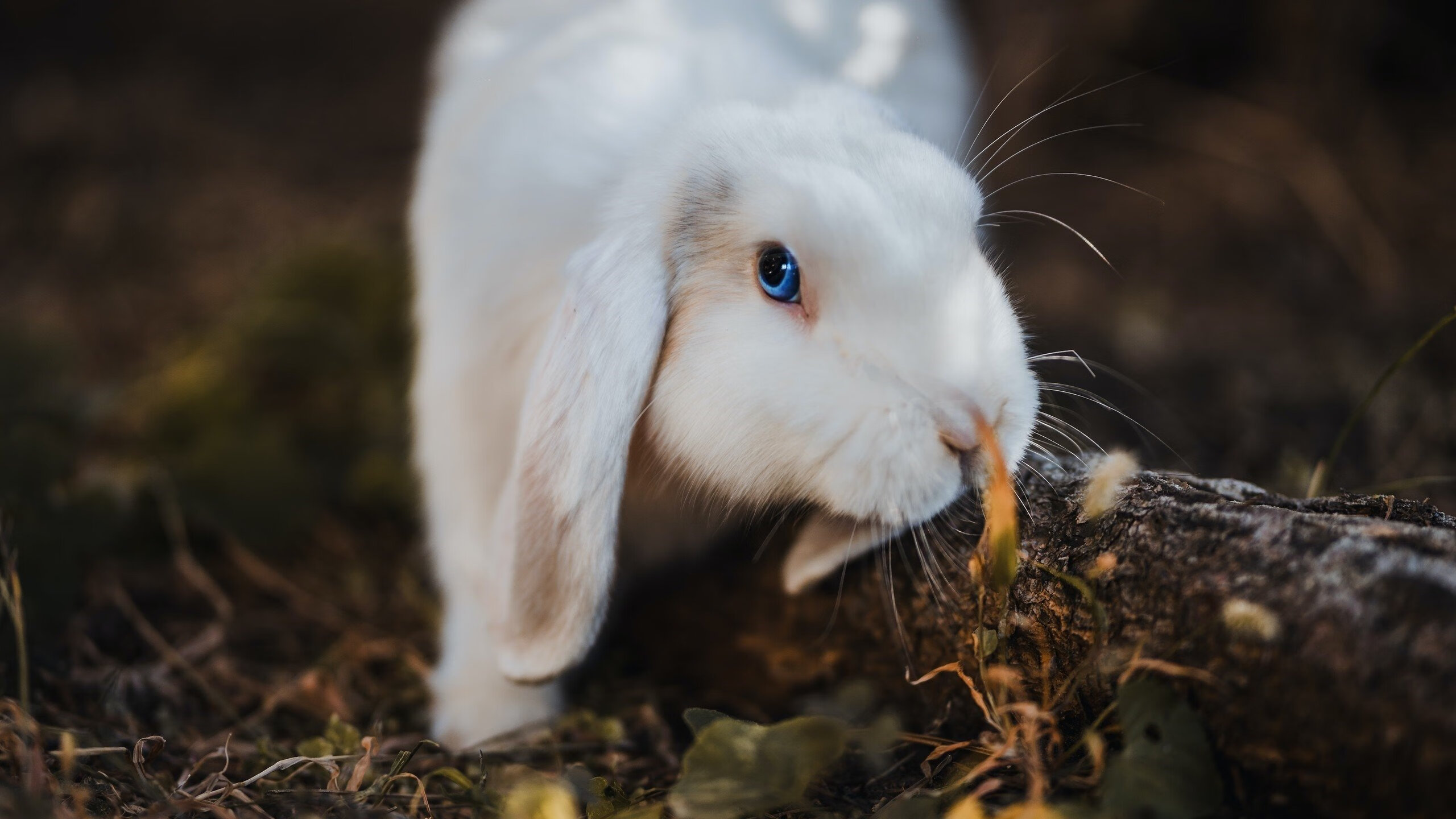 命运分叉口,森林狼终场绝杀与浓眉世界赛场的统治时刻