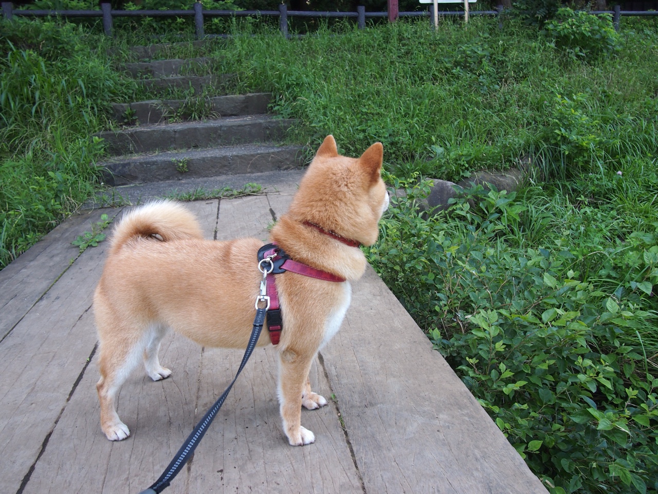 库里以欧冠级表现诠释伟大，淘汰赛之夜，稳定输出不掉线