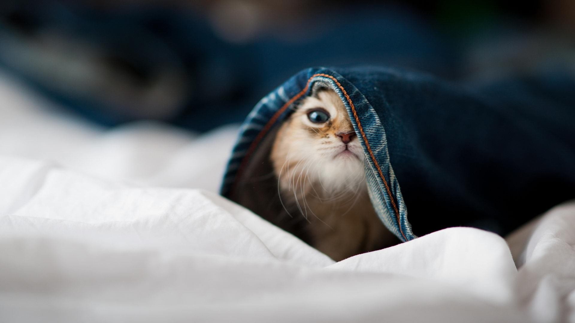 高光定格与绝境突围，西亚卡姆独舞夜，奇才加时苦胜背后的篮球美学