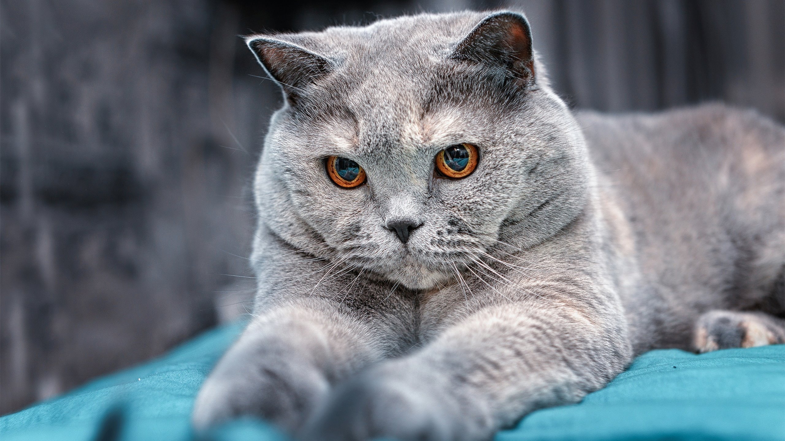 战血未凉，霍勒迪奥运周期前的巅峰献祭，骑士与魔术的钢铁碰撞