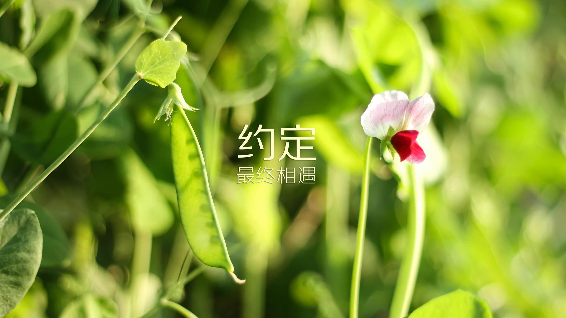 钢铁冰川间，他是那道逆行者，错位MVP搅动横扫之夜