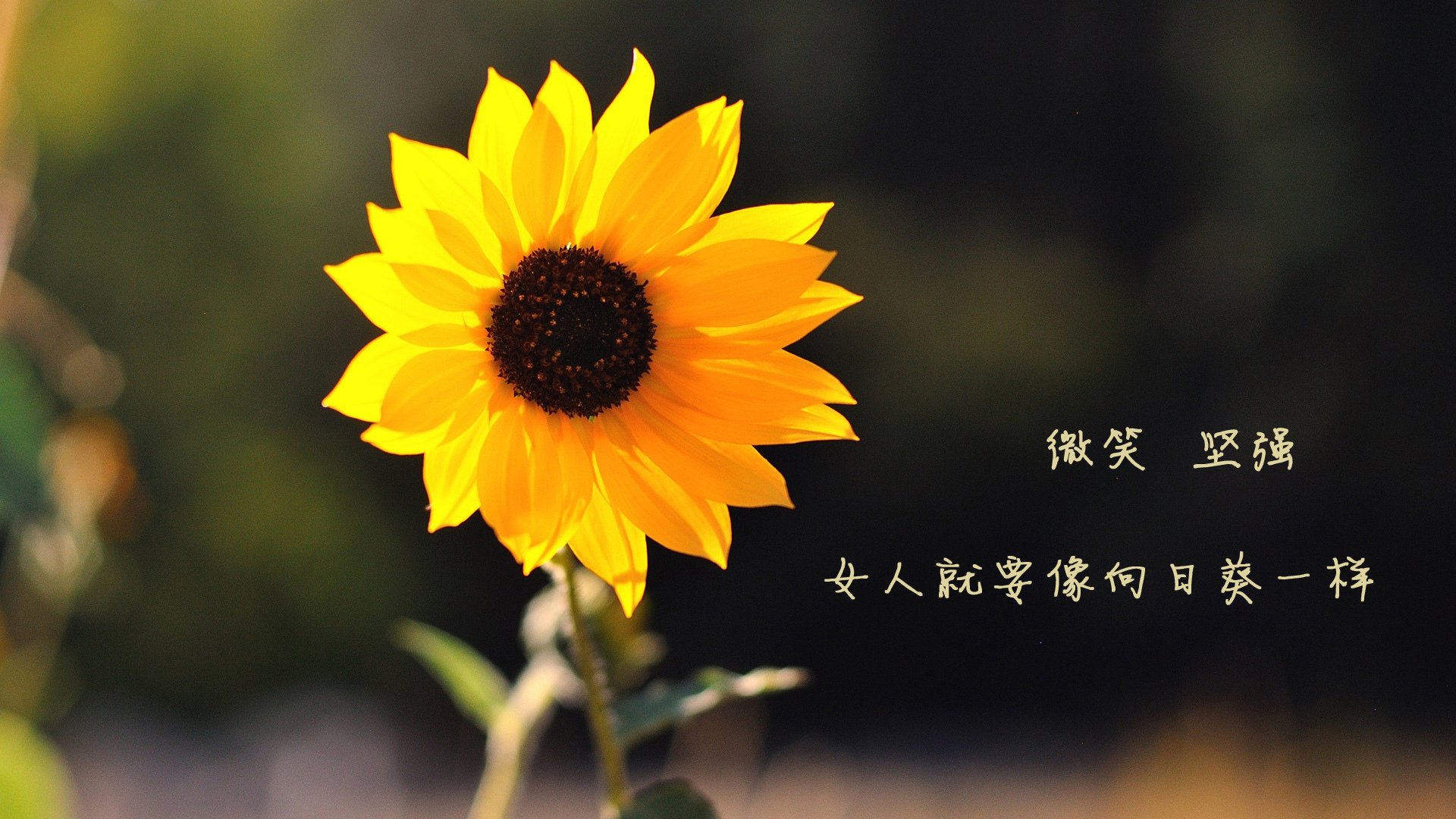 喀尔巴阡山的闪电，2026世界杯E组焦点战，斯托伊卡绝杀瑞士，阿方索·戴维斯封神之夜